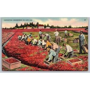 Vintage Postcard Harvesting Cranberries on Cape Cod Linen c1940s Unposted Nice